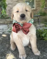Ranger, a male Golden Retriever for sale in Porter, OK – 2 of 5