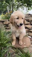 Ace, a male Golden Retriever for sale in Porter, OK – 5 of 5