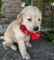 Charlie, a male Golden Retriever for sale in Porter, OK – 2 of 4
