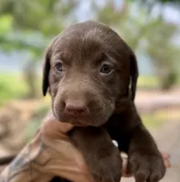 Penny, a female Labrador Retriever for sale in Porter, OK – 1 of 4