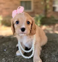Daisy, a female Cavapoo for sale in Porter, OK – 4 of 7