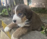 Ellie, a female Bernedoodle for sale in Porter, OK – 3 of 10