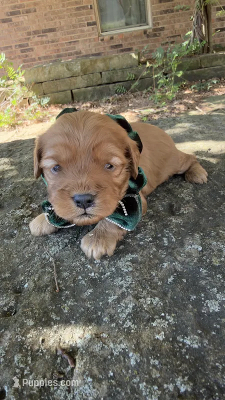 Enzo – Cavapoo puppy for sale in Porter, OK