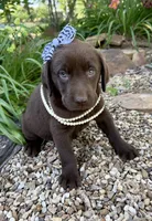 Cocoa, a female Labrador Retriever for sale in Porter, OK – 4 of 9