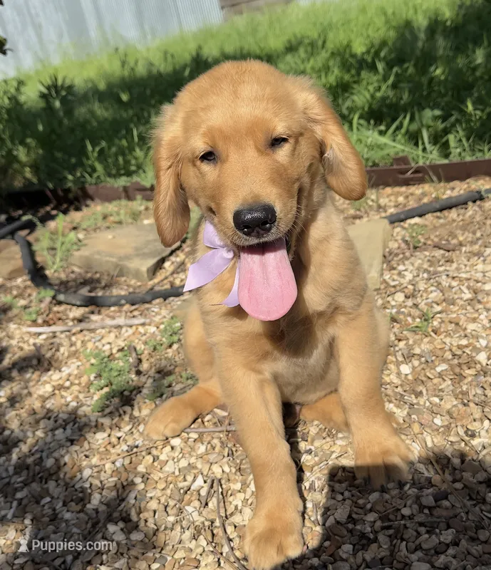 Remme – Golden Retriever puppy for sale in Porter, OK