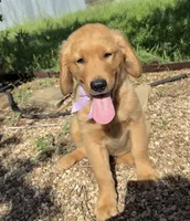 Remme, a male Golden Retriever for sale in Porter, OK – 1 of 4