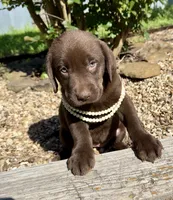 Cocoa, a female Labrador Retriever for sale in Porter, OK – 3 of 8