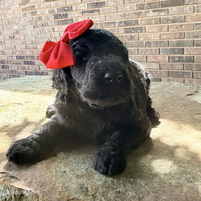 Cher – Poodle - Standard  puppy for sale in Porter, OK