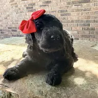 Cher, a female Poodle - Standard  for sale in Porter, OK – 1 of 1