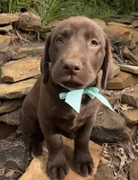 Reese, a female Labrador Retriever for sale in Porter, OK – 5 of 5