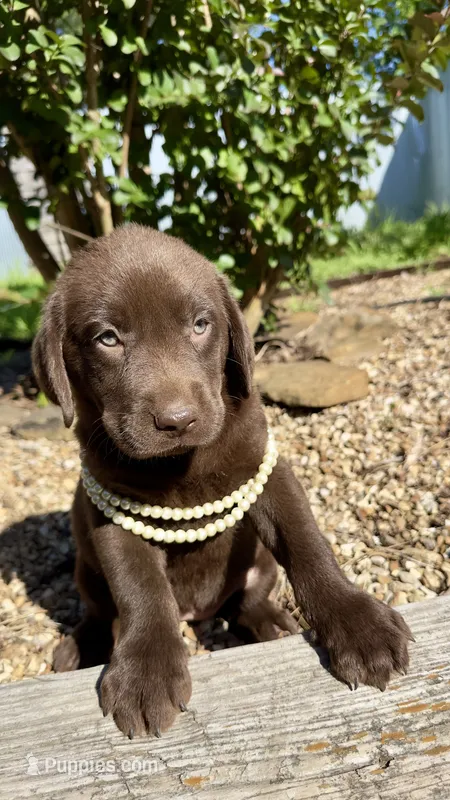 Cocoa – Labrador Retriever puppy for sale in Porter, OK