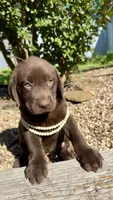 Cocoa, a female Labrador Retriever for sale in Porter, OK – 1 of 5