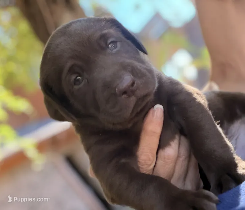 Lucy – Labrador Retriever puppy for sale in Porter, OK