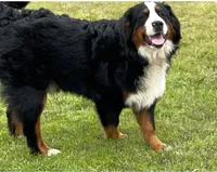  Ellie, a female Bernedoodle for sale in Porter, OK – 8 of 9