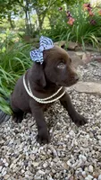 Cocoa, a female Labrador Retriever for sale in Porter, OK – 4 of 9