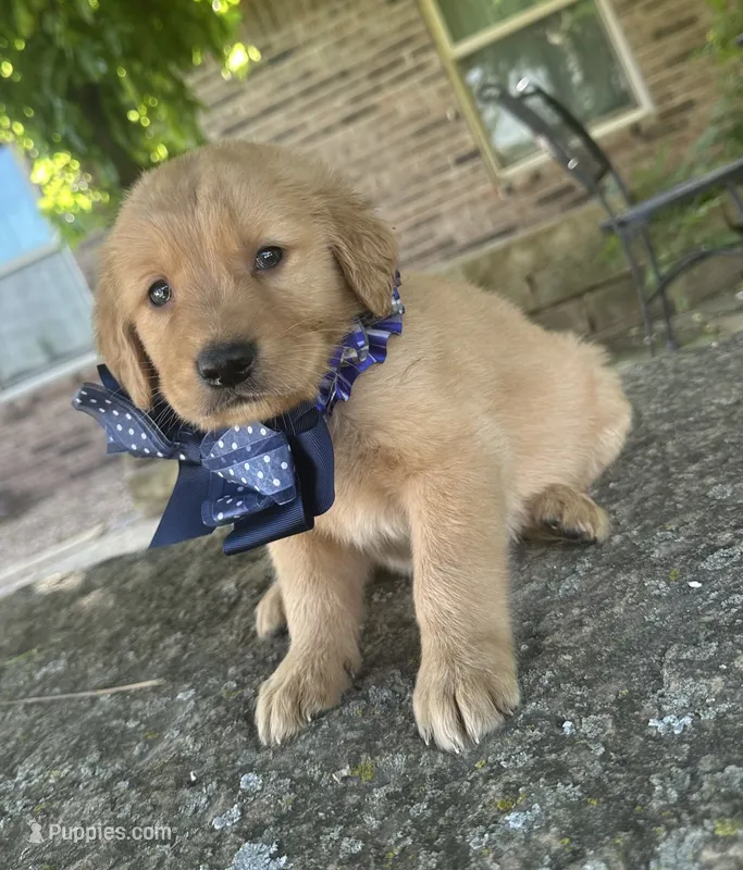 Buckshot  – Golden Retriever puppy for sale in Porter, OK