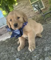 Buckshot , a male Golden Retriever for sale in Porter, OK – 1 of 4