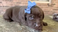 Goose, a female Labrador Retriever for sale in Porter, OK – 2 of 8