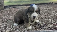 Rosie, a male Bernedoodle for sale in Porter, OK – 4 of 7