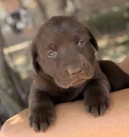 Ruger, a male Labrador Retriever for sale in Porter, OK – 7 of 9