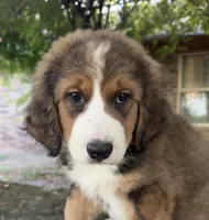 Ellie, a female Bernedoodle for sale in Porter, OK – 2 of 5
