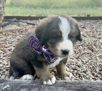 Hershey, a female Bernedoodle for sale in Porter, OK – 2 of 9
