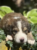 Ellie, a male Bernedoodle for sale in Porter, OK – 3 of 7