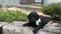 Prince, a male Poodle - Standard  for sale in Porter, OK – 3 of 3