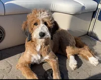 Ellie , a female Bernedoodle for sale in Porter, OK – 10 of 10