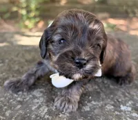 Fudge, a male Cavapoo for sale in Porter, OK – 3 of 5