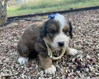 Rosie, a male Bernedoodle for sale in Porter, OK – 2 of 10