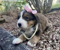 Ellie , a female Bernedoodle for sale in Porter, OK – 8 of 10