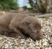 Penny, a female Labrador Retriever for sale in Porter, OK – 2 of 4