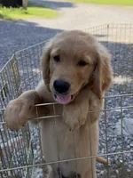Bickshot, a male Golden Retriever for sale in Porter, OK – 2 of 5