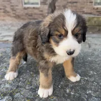 processed/f7d249a0-736c-41bd-95d7-ddc30c8c9943/listing/7d3f6615-054c-473e-a871-8121685801f7/2b8f533a-39a0-4ead-8da8-c3b519643eff