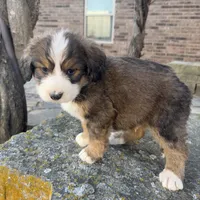 processed/f7d249a0-736c-41bd-95d7-ddc30c8c9943/listing/7d3f6615-054c-473e-a871-8121685801f7/b7ea153e-0a7f-4b8b-83a2-26c9e5ce3c02