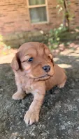 Milo, a male Cavapoo for sale in Porter, OK – 3 of 4