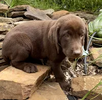 Reece, a female Labrador Retriever for sale in Porter, OK – 3 of 7