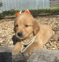 Cricket, a female Golden Retriever for sale in Porter, OK – 2 of 5