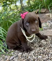 Lucy, a female Labrador Retriever for sale in Porter, OK – 4 of 5