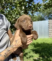 Penny, a female Labrador Retriever for sale in Porter, OK – 5 of 6