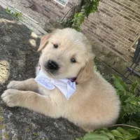 Scout, a male Golden Retriever for sale in Porter, OK – 5 of 5