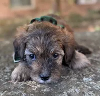 Finn, a male Cavapoo for sale in Porter, OK – 2 of 9