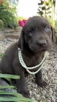 Lucy, a female Labrador Retriever for sale in Porter, OK – 3 of 5