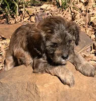 Finn, a male Cavapoo for sale in Porter, OK – 7 of 9