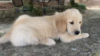 Scout, a male Golden Retriever for sale in Porter, OK – 6 of 6