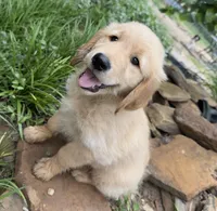 Remme, a male Golden Retriever for sale in Porter, OK – 4 of 5