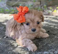 Peanut, a female Cavapoo for sale in Porter, OK – 4 of 8