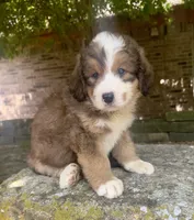Rosie, a male Bernedoodle for sale in Porter, OK – 5 of 9
