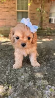 Peanut, a female Cavapoo for sale in Porter, OK – 5 of 5